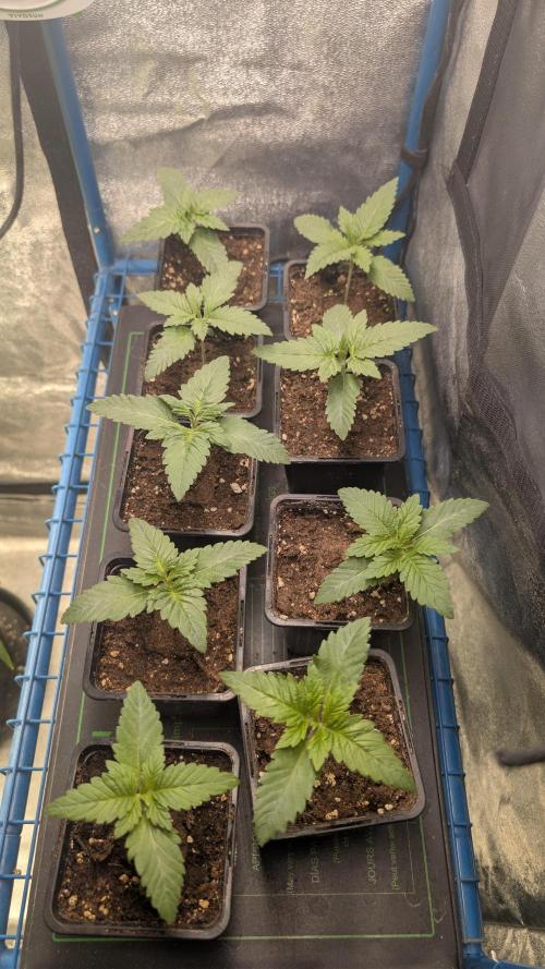 Terpshelf's TerpLog #1- Gamper. Week 2