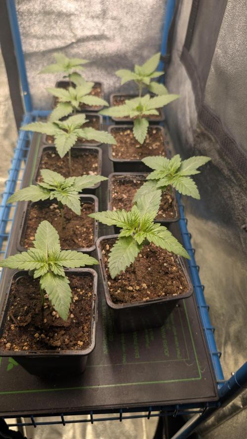 Terpshelf's TerpLog #1- Gamper. Week 2