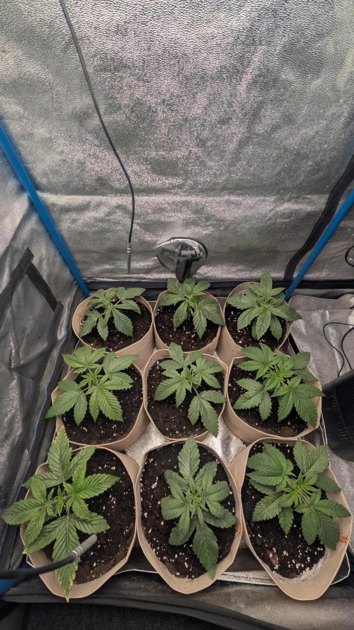 Terpshelf's TerpLog #1- Gamper. Week 3