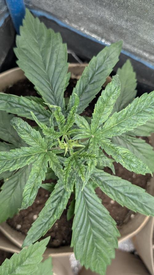 Terpshelf's TerpLog #1- Gamper. Week 3