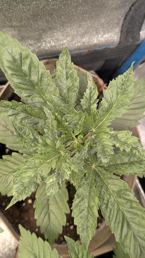 Terpshelf's TerpLog #1- Gamper. Week 3