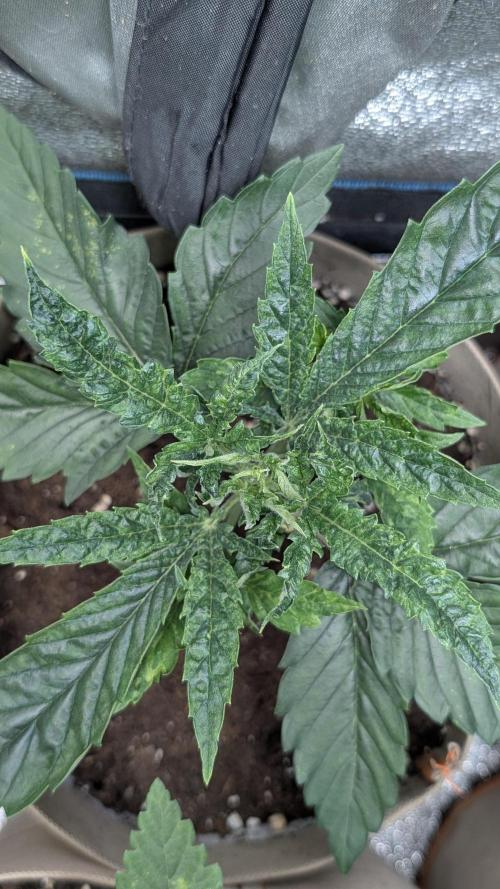 Terpshelf's TerpLog #1- Gamper. Week 3