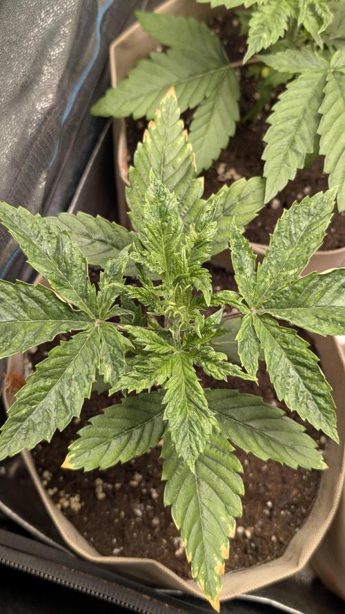 Terpshelf's TerpLog #1- Gamper. Week 3