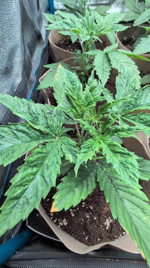 Terpshelf's TerpLog #1- Gamper