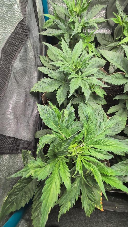 Terpshelf's TerpLog #1- Gamper