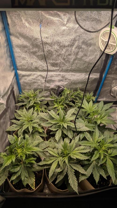 Terpshelf's TerpLog #1- Gamper. Week 4