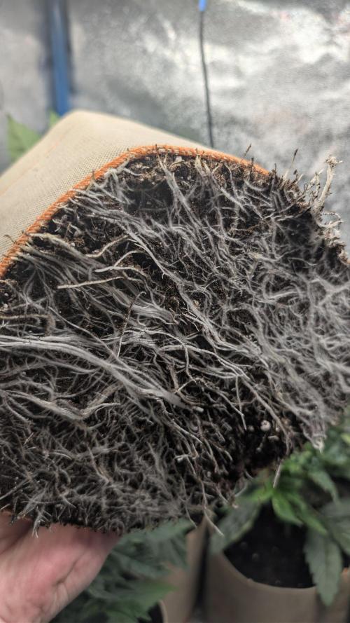 Terpshelf's TerpLog #1- Gamper. Week 4