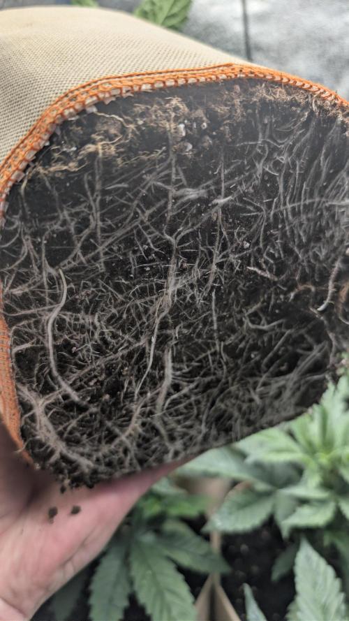 Terpshelf's TerpLog #1- Gamper. Week 4