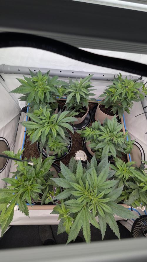 Terpshelf's TerpLog #1- Gamper. Week 5