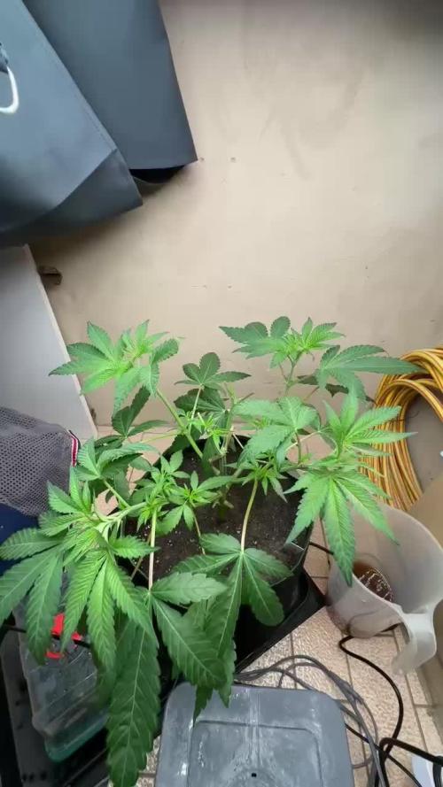 Huge Mind fuck plant