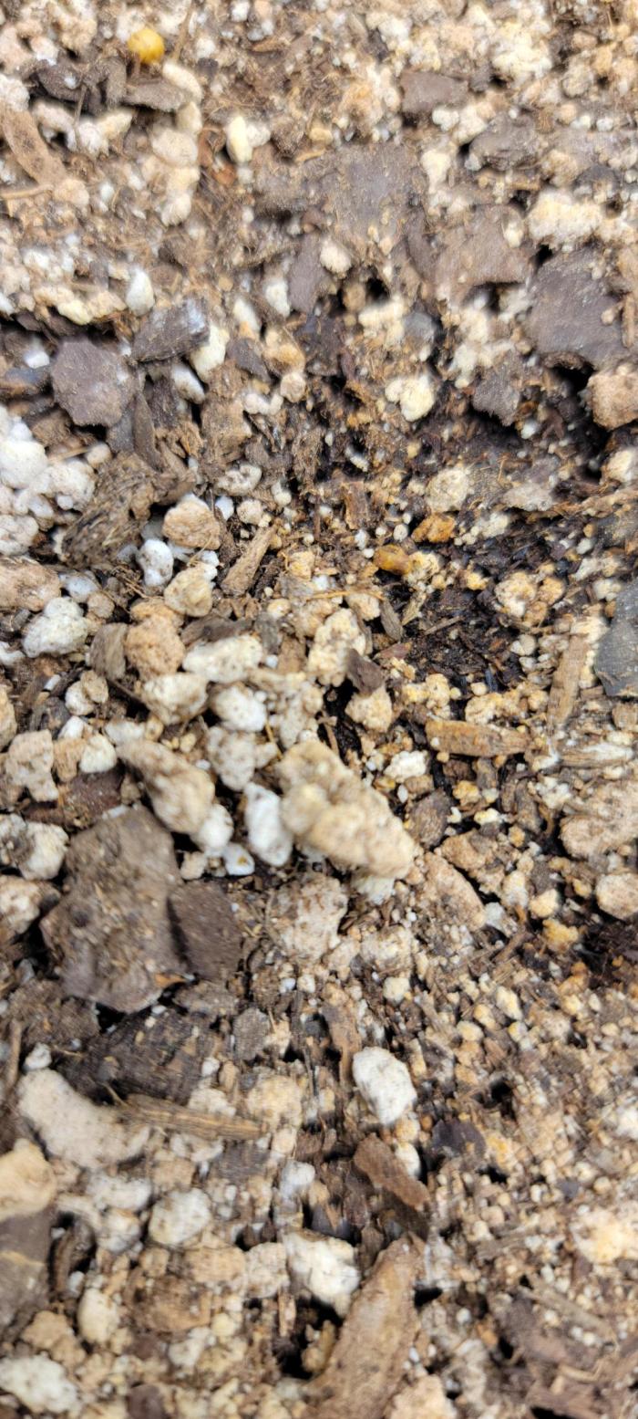 Gorilla Cookies auto closet grow. Week 0