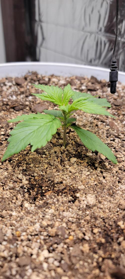 Gorilla Cookies auto closet grow. Week 2 - She's already trying to branch out.