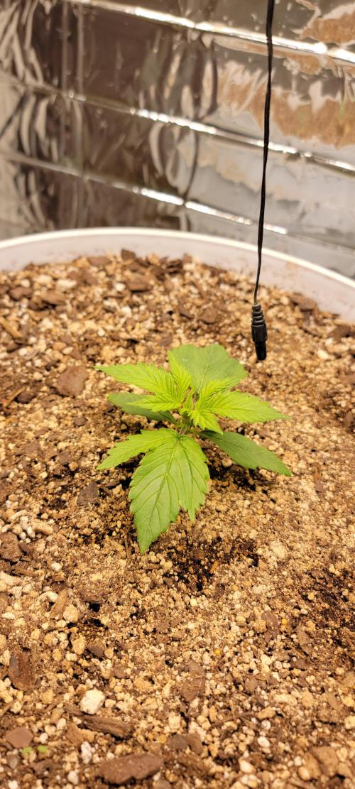 Gorilla Cookies auto closet grow. Week 2