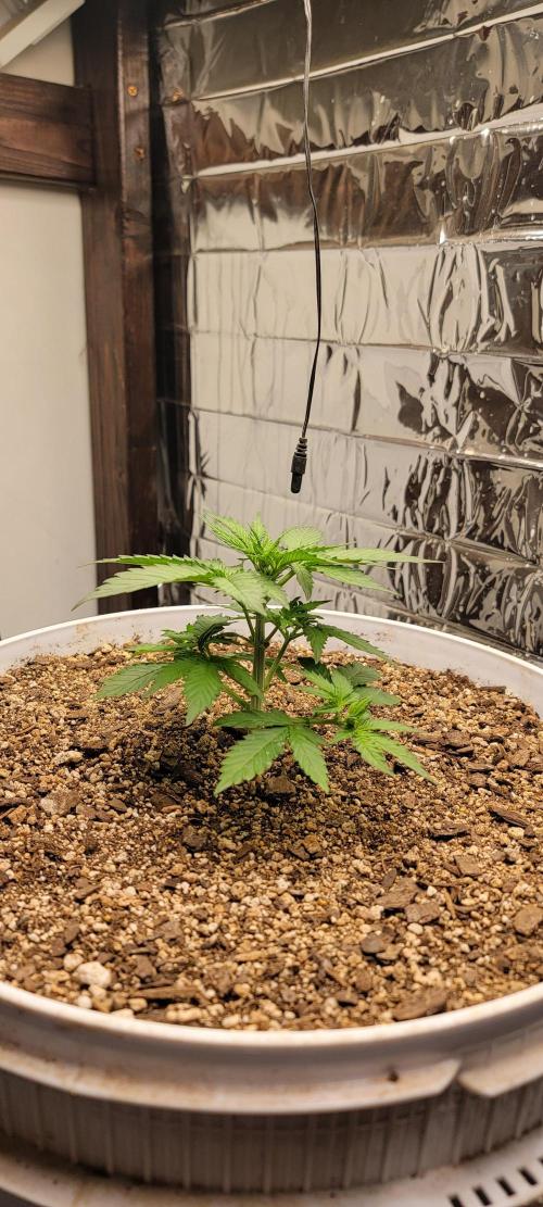 Gorilla Cookies auto closet grow. Week 3 - Day 22 from seed planted directly in grow medium