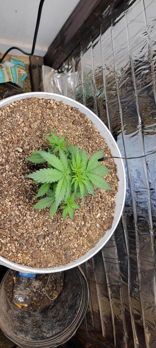 Gorilla Cookies auto closet grow. Week 3