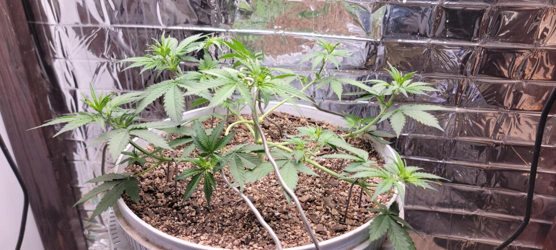 Gorilla Cookies auto closet grow. Week 4 - Day 30 from seed sow.