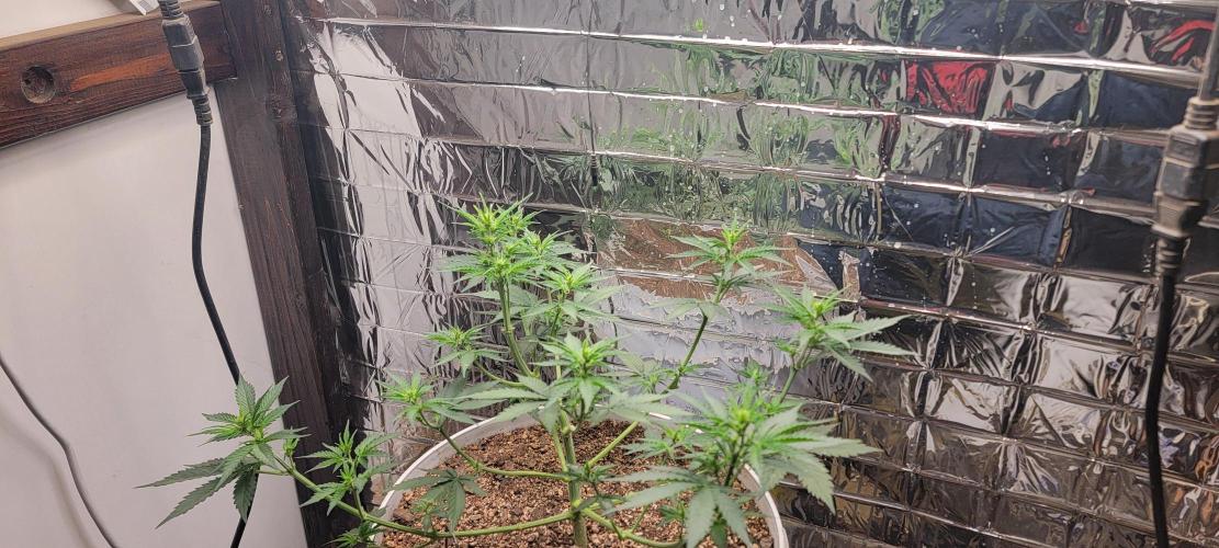 Gorilla Cookies auto closet grow. Week 5 - Day 35 from seed