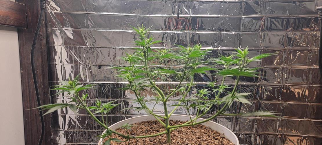 Gorilla Cookies auto closet grow. Week 5