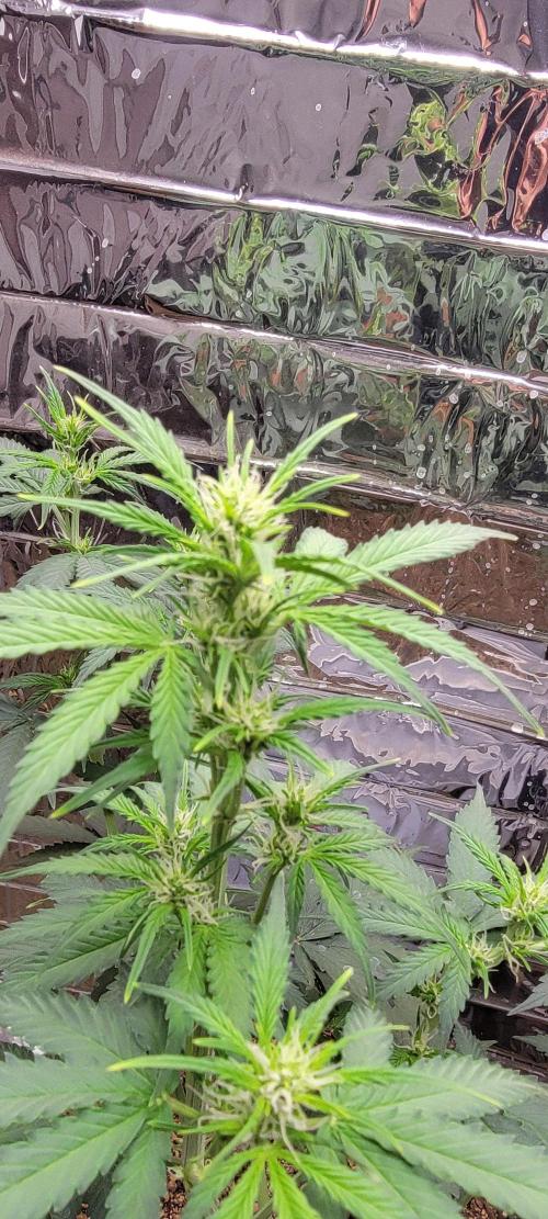 Gorilla Cookies auto closet grow. Week 5