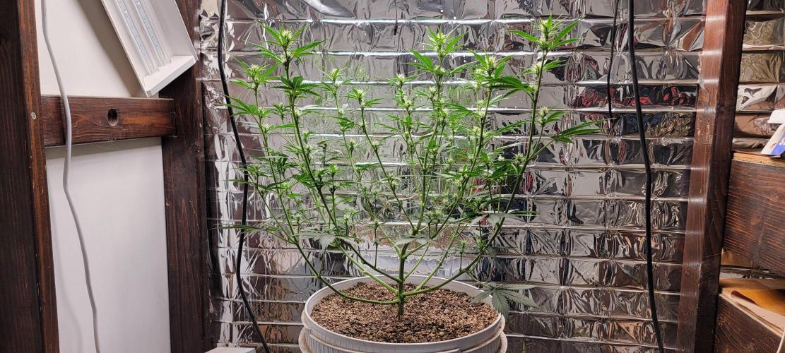 Gorilla Cookies auto closet grow. Week 6 - Day 42