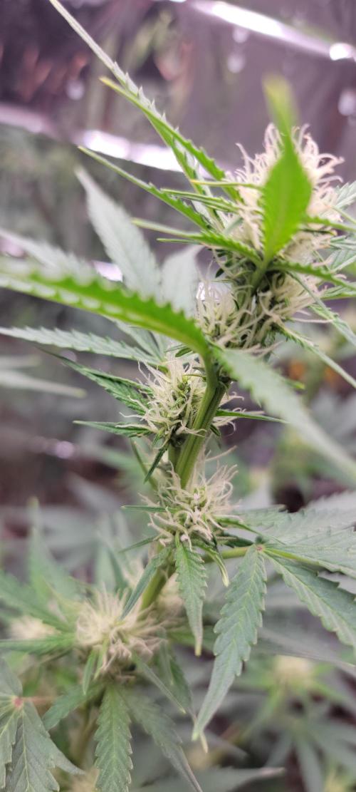 Gorilla Cookies auto closet grow. Week 6