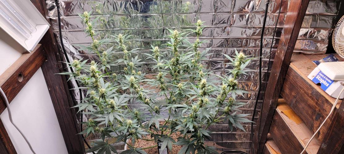 Gorilla Cookies auto closet grow. Week 7