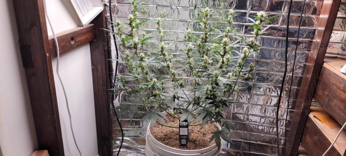 Gorilla Cookies auto closet grow. Week 7