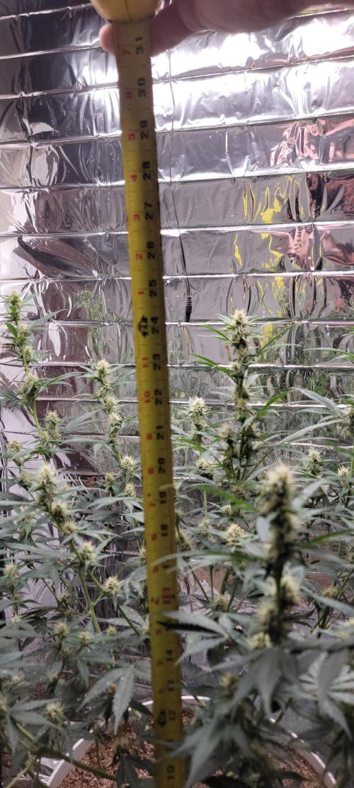 Gorilla Cookies auto closet grow. Week 7