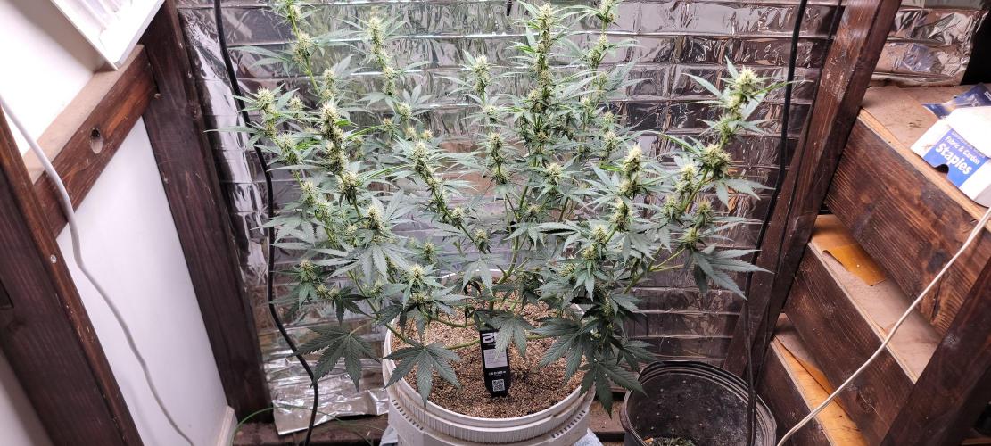 Gorilla Cookies auto closet grow. Week 7