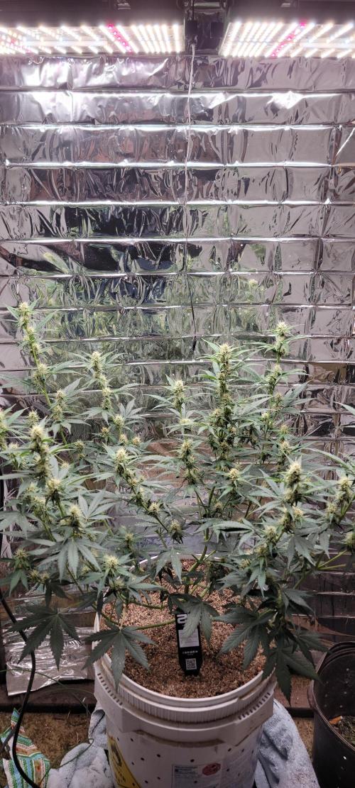 Gorilla Cookies auto closet grow. Week 7