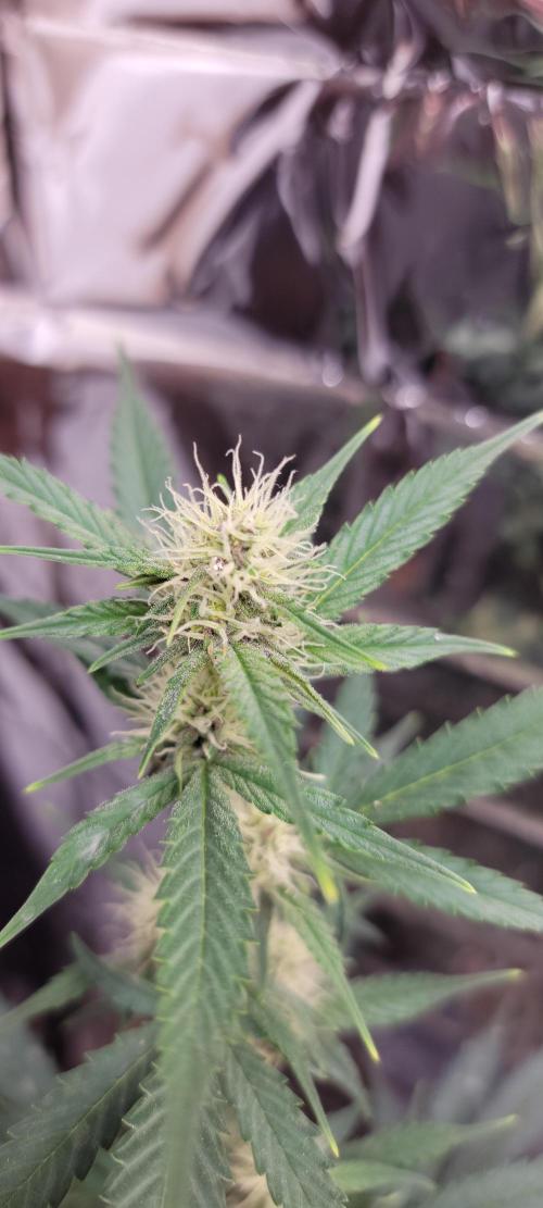 Gorilla Cookies auto closet grow. Week 7