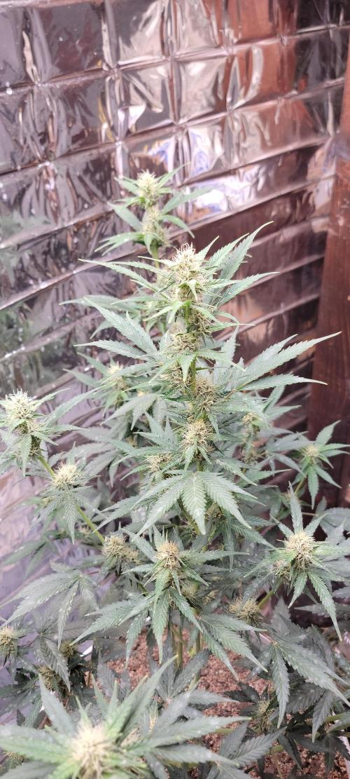 Gorilla Cookies auto closet grow. Week 7 - Day 49 from seed