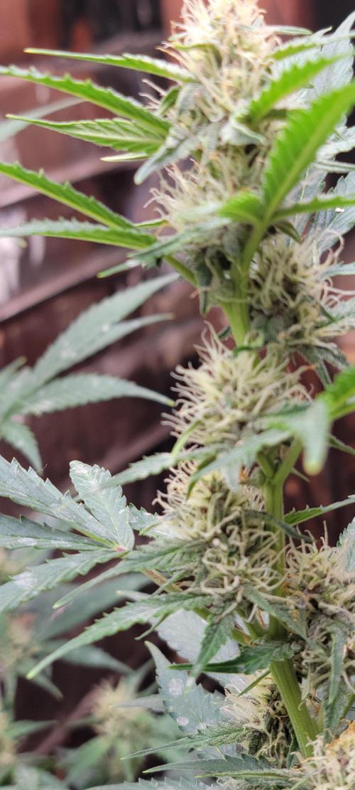 Gorilla Cookies auto closet grow. Week 7