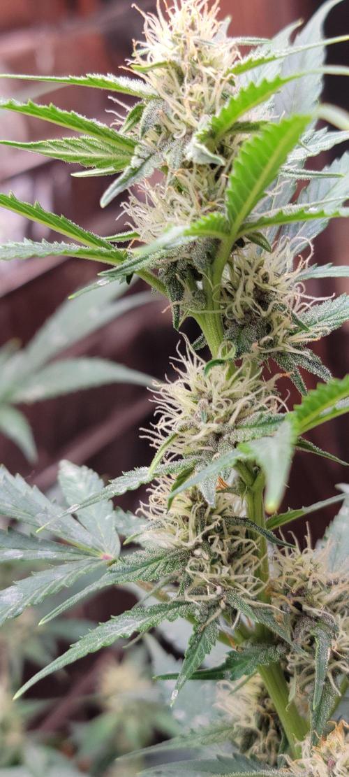 Gorilla Cookies auto closet grow. Week 7