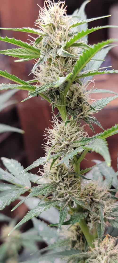 Gorilla Cookies auto closet grow. Week 7