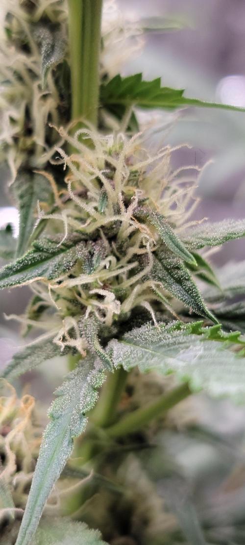 Gorilla Cookies auto closet grow. Week 7