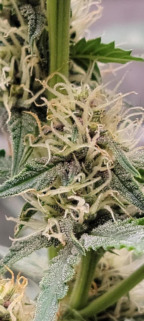 Gorilla Cookies auto closet grow. Week 7 - Purple 🎉 popping 