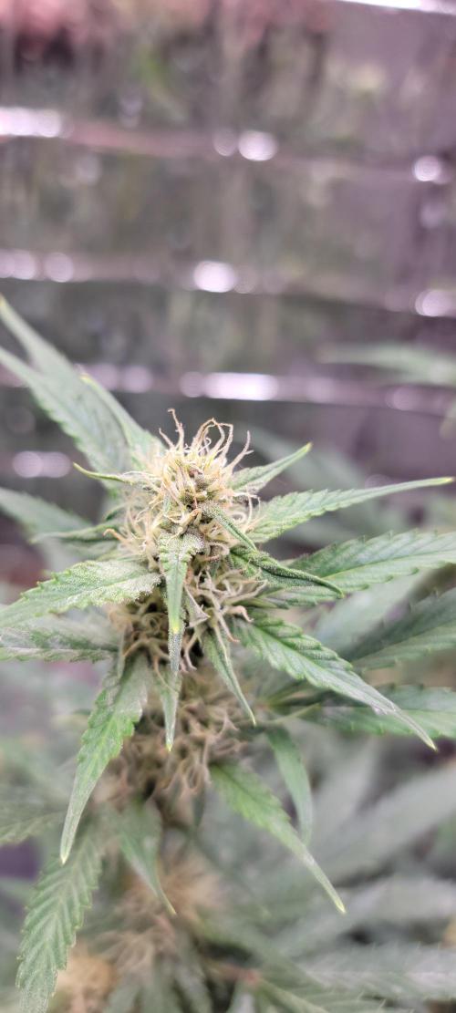 Gorilla Cookies auto closet grow. Week 7