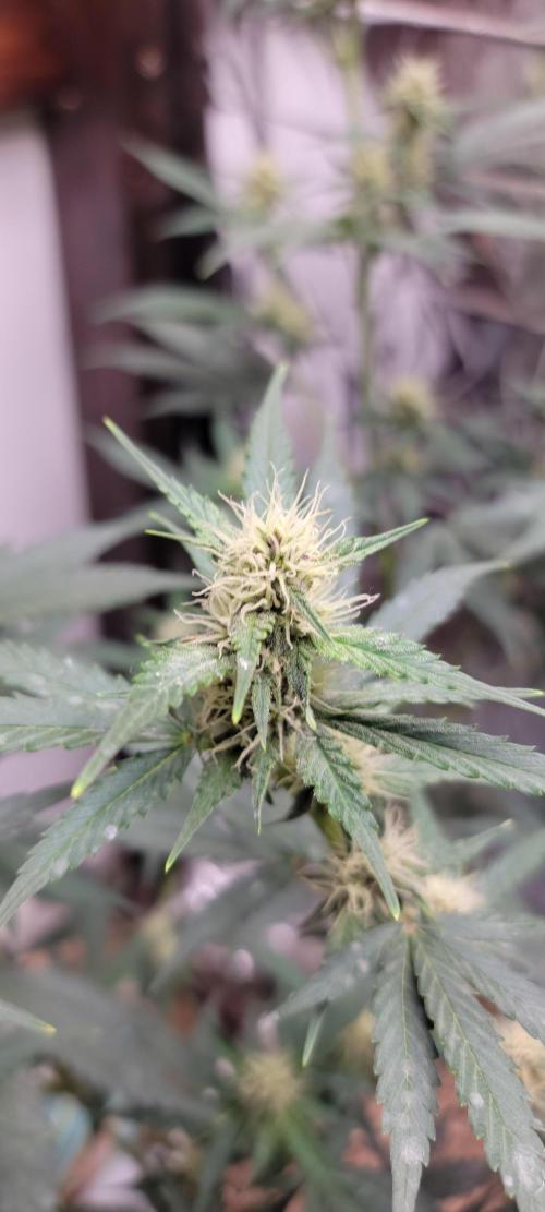 Gorilla Cookies auto closet grow. Week 7