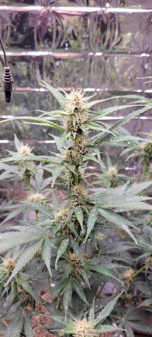 Gorilla Cookies auto closet grow. Week 7