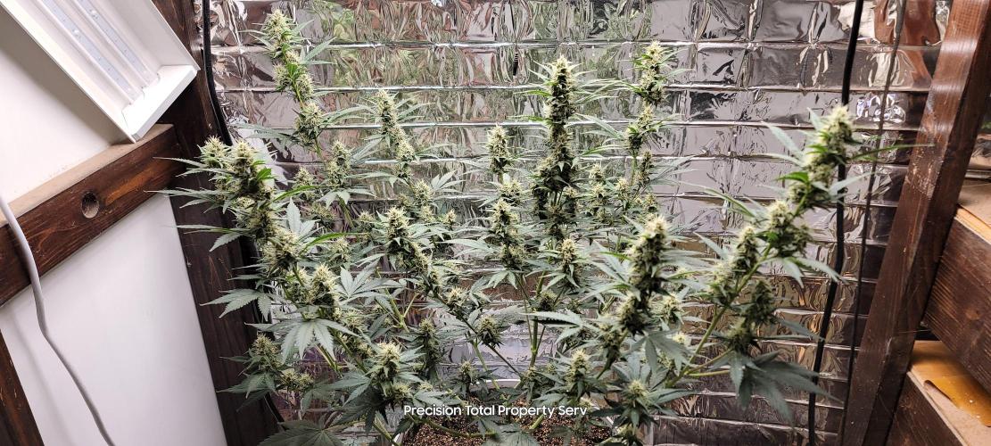 Gorilla Cookies auto closet grow. Week 8