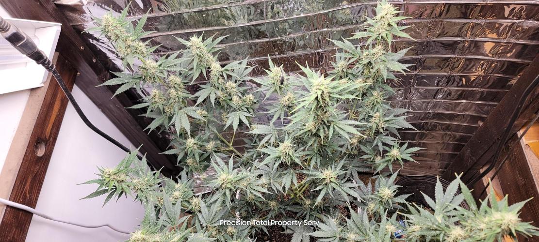 Gorilla Cookies auto closet grow. Week 8