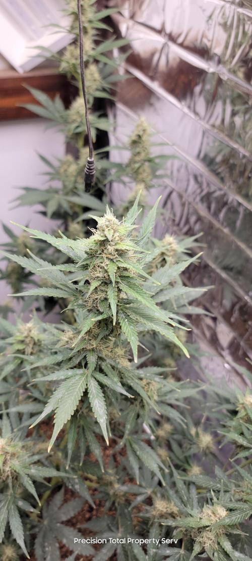 Gorilla Cookies auto closet grow. Week 8