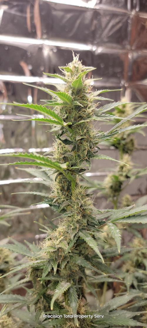 Gorilla Cookies auto closet grow. Week 8