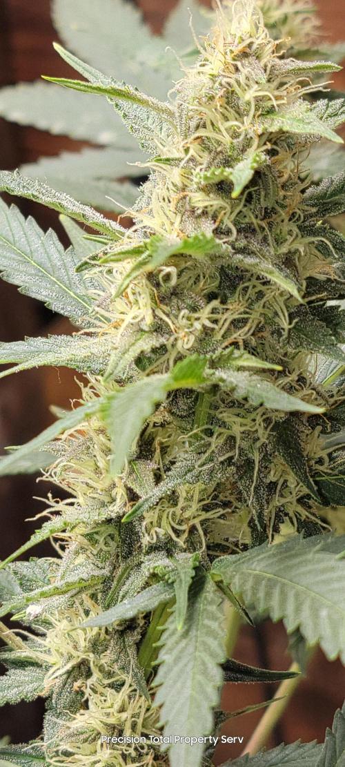 Gorilla Cookies auto closet grow. Week 8