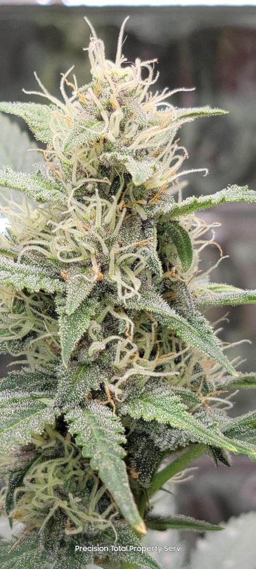 Gorilla Cookies auto closet grow. Week 8