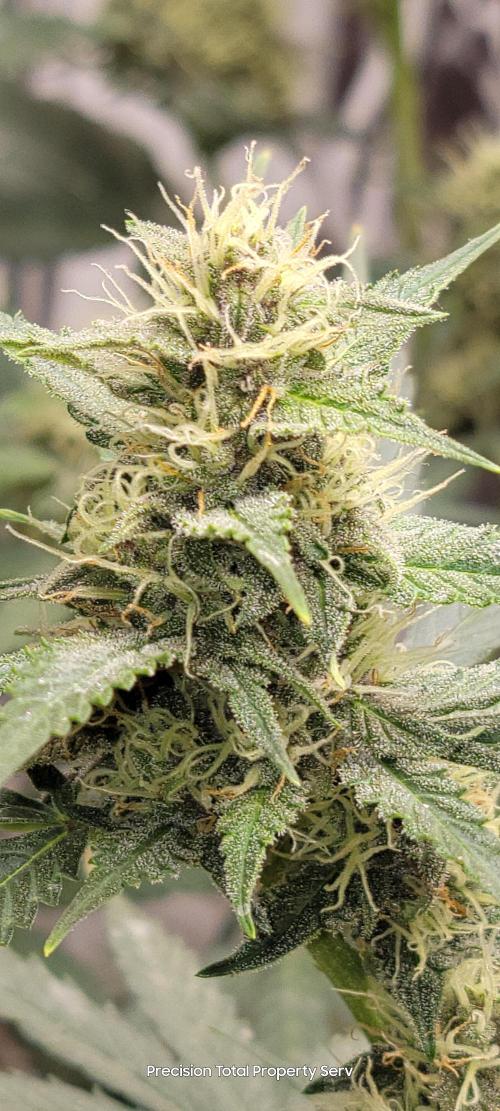 Gorilla Cookies auto closet grow. Week 8