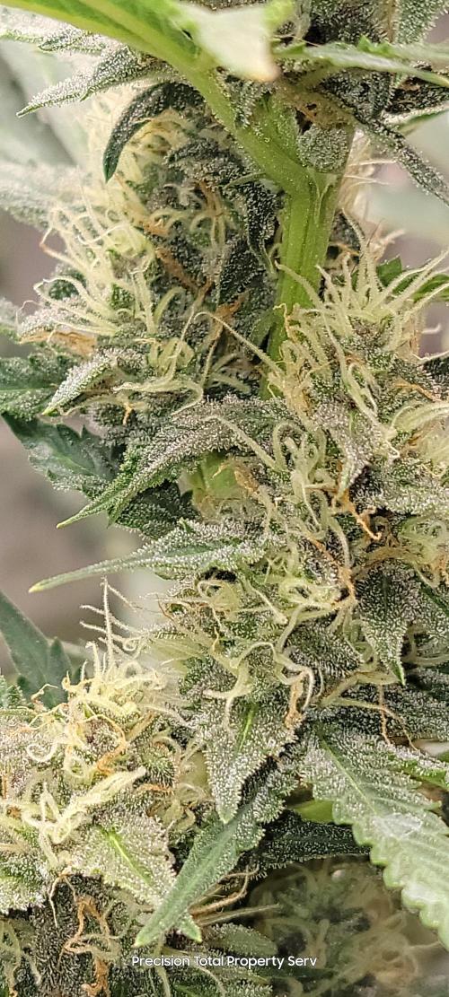 Gorilla Cookies auto closet grow. Week 8