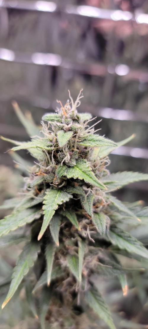 Gorilla Cookies auto closet grow. Week 9 - All photos are 63 days from seed sown directly in soil 