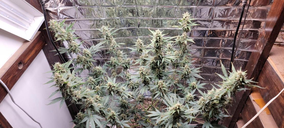 Gorilla Cookies auto closet grow. Week 9